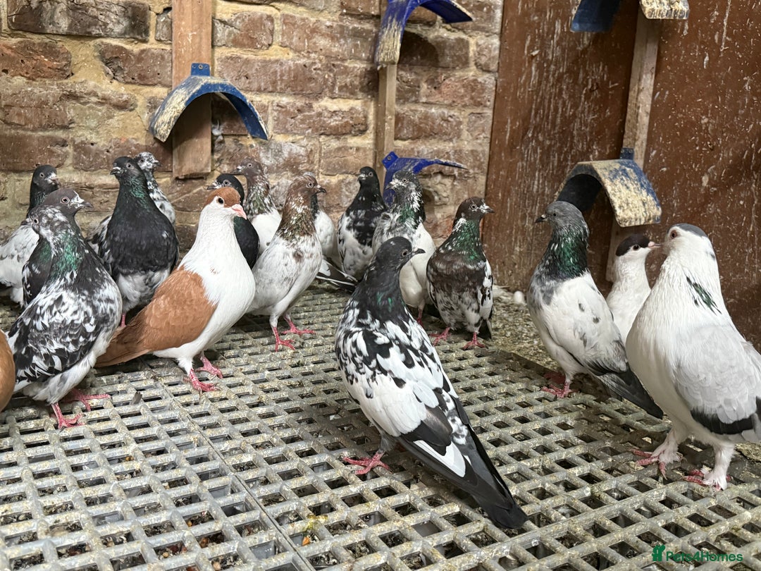 Pigeons birds for sale: Pakistani and afghani pigeons for sale  - Image 6