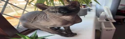 Sphynx cats for sale: 6 years old Elf Sphinx - Advert 2