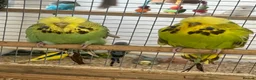 Budgerigars birds for sale: Budgies available  - Advert 2