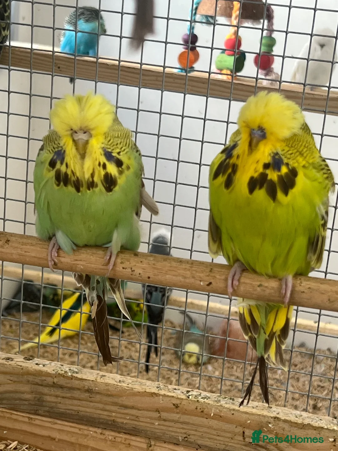 Budgerigars birds for sale: Budgies available  - Advert 2