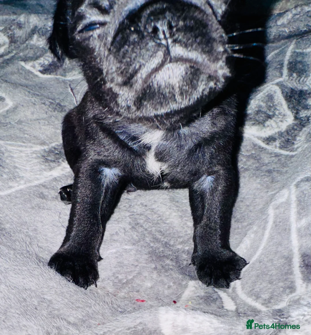 Pug dogs for sale: Pug puppies  - Advert 6