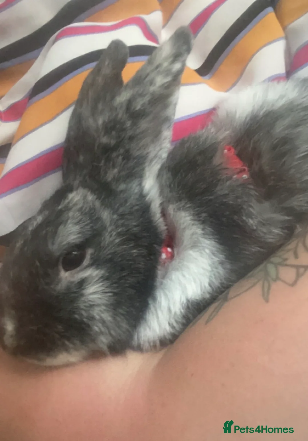 Mixed Breed rabbits for sale: Two bonded male and female rabbits - Advert 5