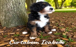 Bernedoodle dogs for sale: Curtabemdoodles Bernedoodles  - Image 11