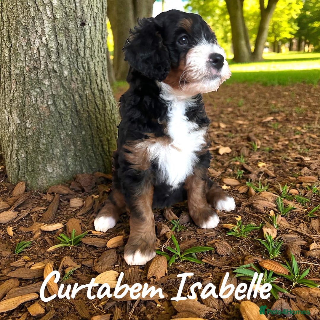 Bernedoodle dogs for sale: Curtabemdoodles Bernedoodles  - Image 11
