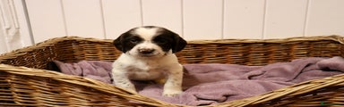 English Springer Spaniel Puppy 7