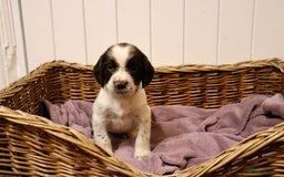 English Springer Spaniel dogs for sale: Working Bred Springer Spaniel Puppies For Sale.  - Image 11