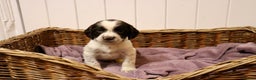 English Springer Spaniel dogs for sale: 1 BOY LEFT!! Working Bred Springer Spaniel.  - Advert 17
