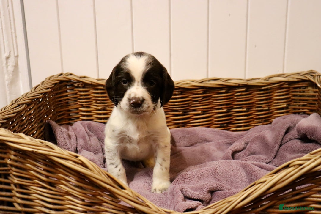 English Springer Spaniel dogs for sale: Working Bred Springer Spaniel Puppies For Sale.  - Image 11