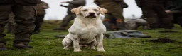 Labrador Retriever dogs for stud: Yellow Working Labrador Gundog HEALTH TESTED in Chorley - Advert 1