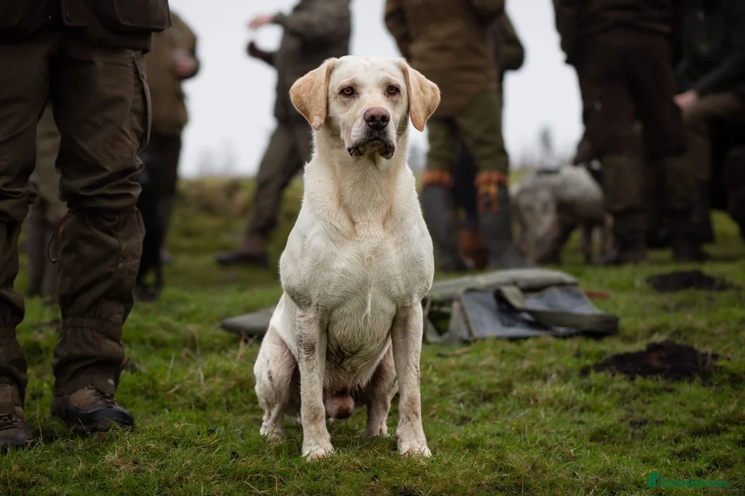 Labrador Retriever dogs for stud: Yellow Working Labrador Gundog HEALTH TESTED in Chorley - Advert 1