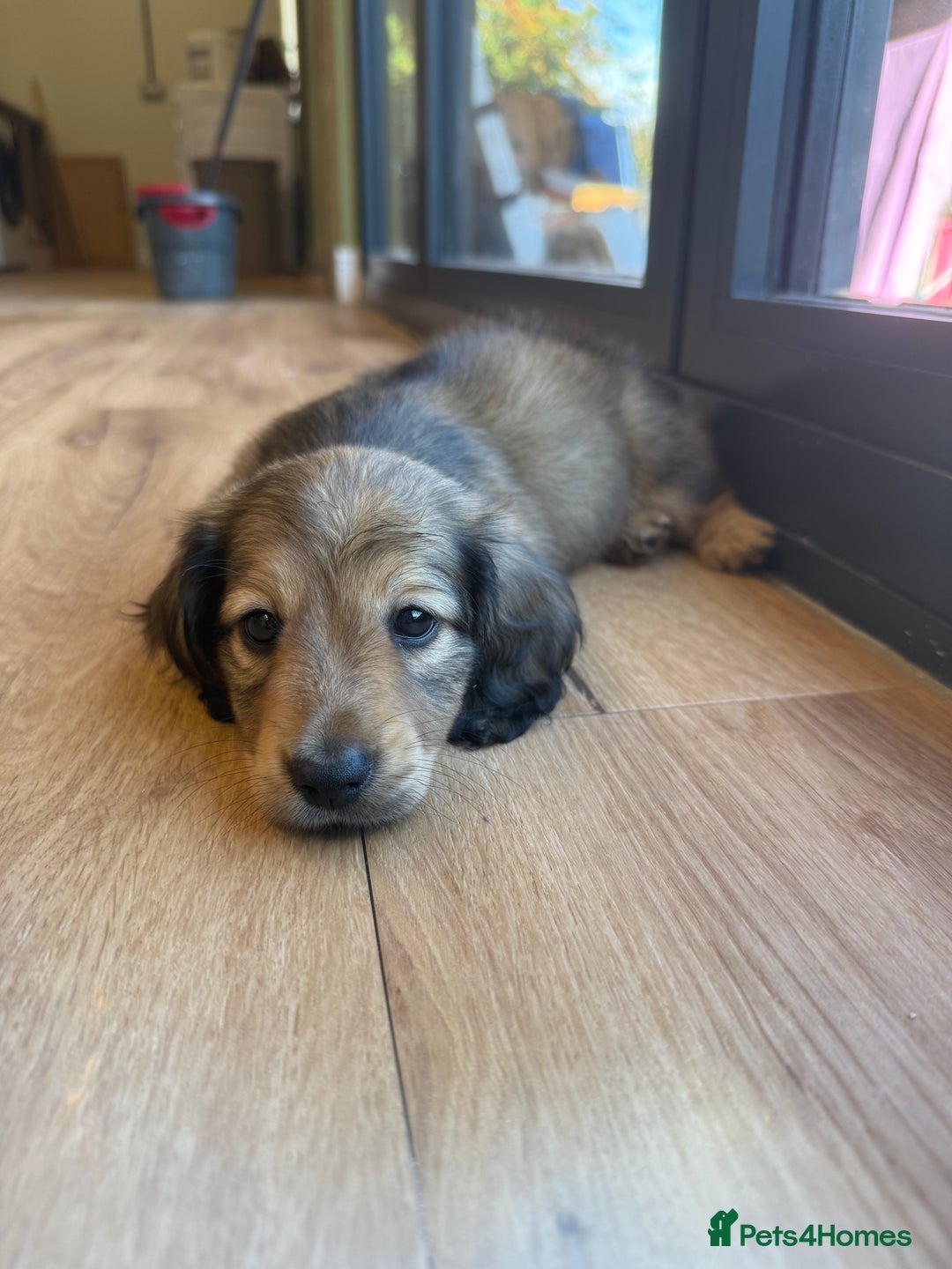 Miniature Dachshund dogs for sale: Beautiful Cream long haired Dachshunds  - Image 18