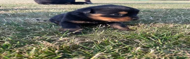 Rottweiler 4