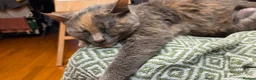 Mixed Breed cats for sale: Stella needs a forever home  - Advert 1
