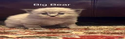 Mixed Breed cats for sale: Beautiful Ragdoll/Persian mix - Advert 14