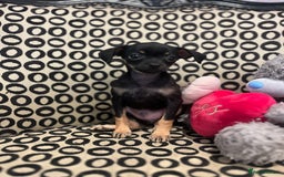 Russian Toy Terrier dogs for sale: Russian toy terrier puppy for sale - Advert 8