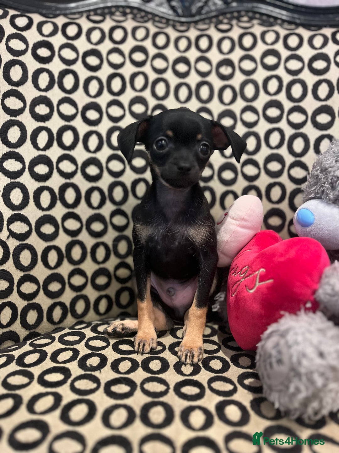 Russian Toy Terrier dogs for sale: Russian toy terrier puppy for sale - Advert 8