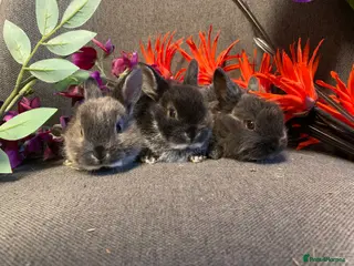 Netherland Dwarf rabbits ND x mini rex - Advert 8