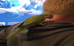 Cockatiels birds for sale: 2 quakers 250 each or pair for 400 - Image 3