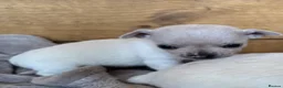 Chihuahua dogs for sale: 🐾Adorable chihuahua puppys ready!! - Advert 9