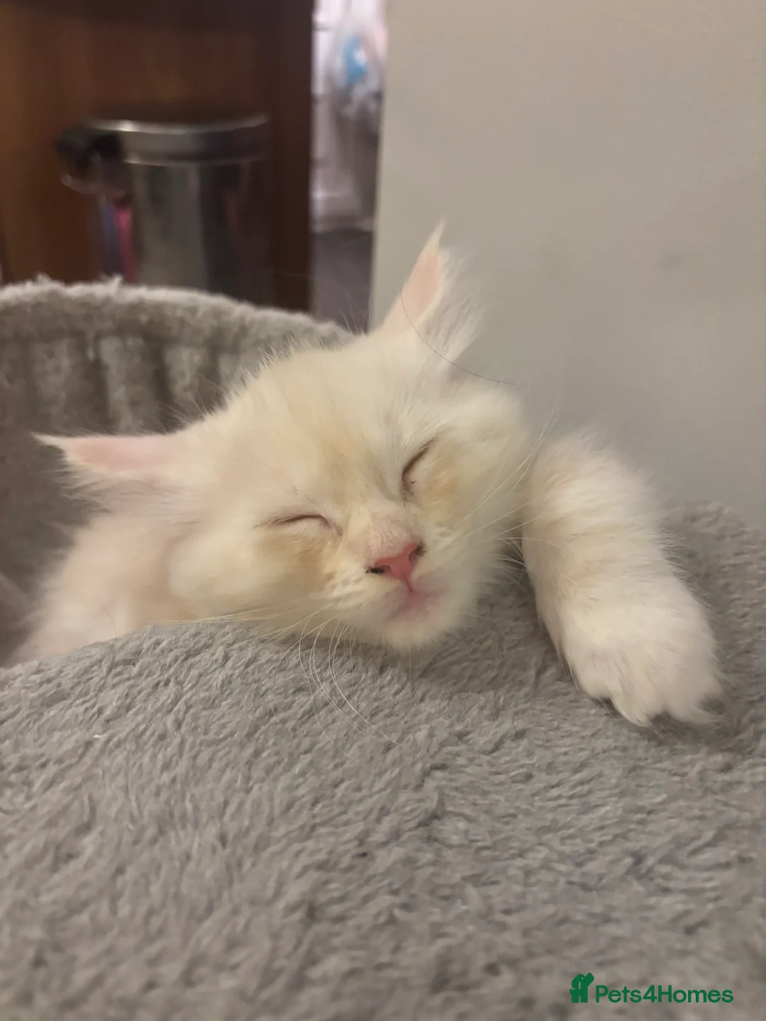 Maine Coon cats for sale: 3 Maine coon kittens looking for a loving home  - Advert 3