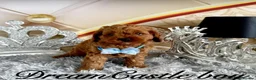 Cavapoo dogs for sale: Deep red Teddy Cavapoo ready now - Advert 16