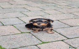 Yorkshire Terrier dogs for sale: Tiny Yorkie Treasures – 1 Boy &2 Girls Ready to go - Image 2