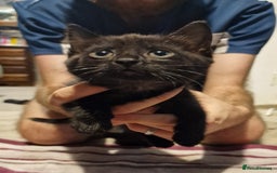 Mixed Breed cats for sale: 2 lovely black kittens  - Image 4