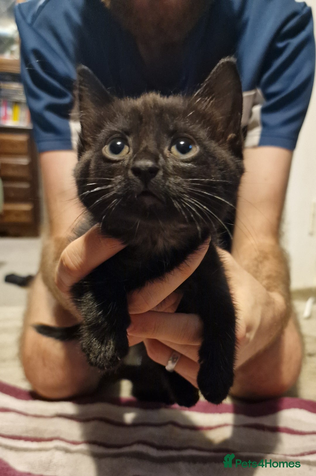 Mixed Breed cats for sale: 2 lovely black kittens  - Image 4