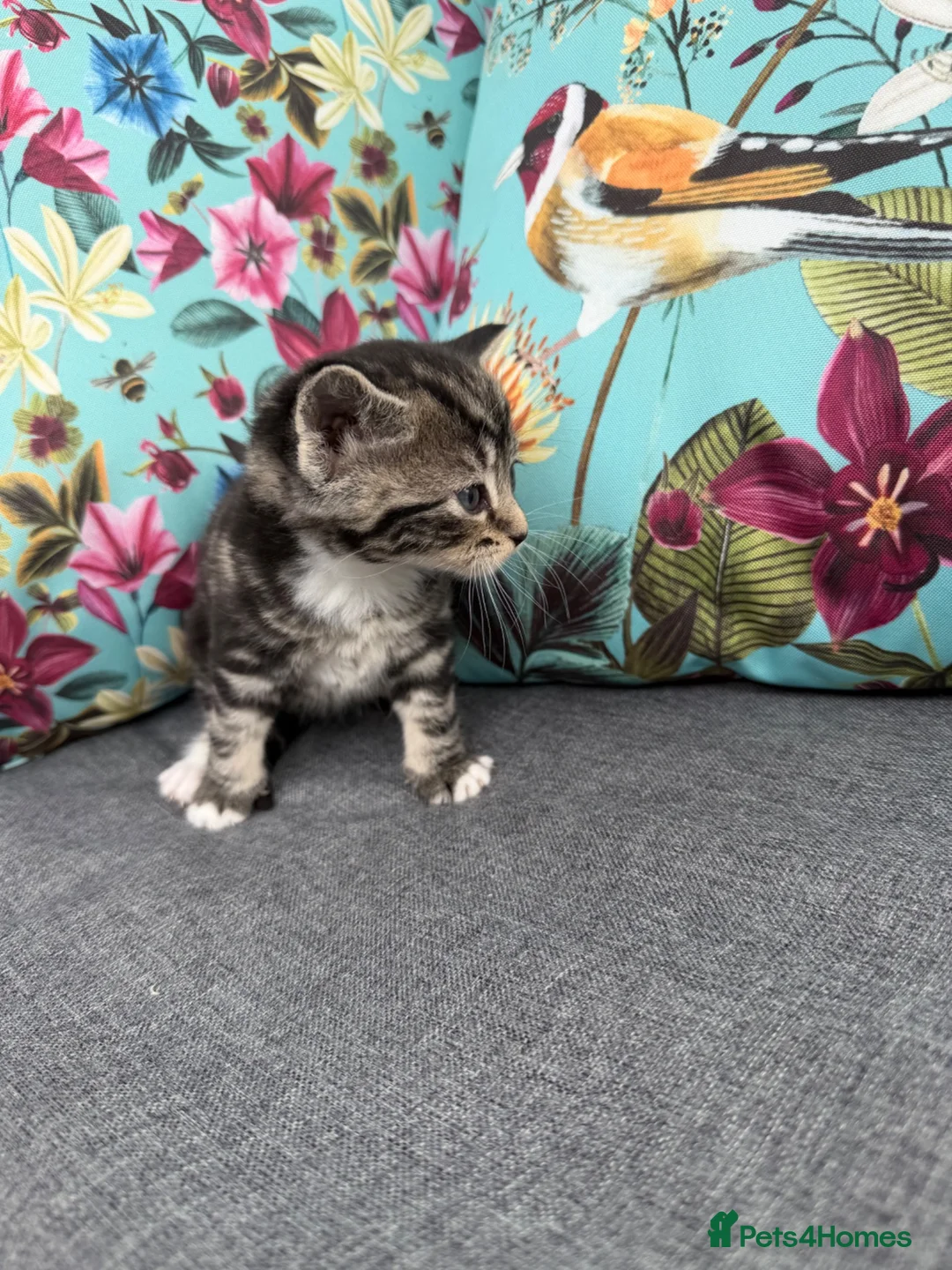 Mixed Breed cats for sale: Kittens for sale in Bourne - Advert 14