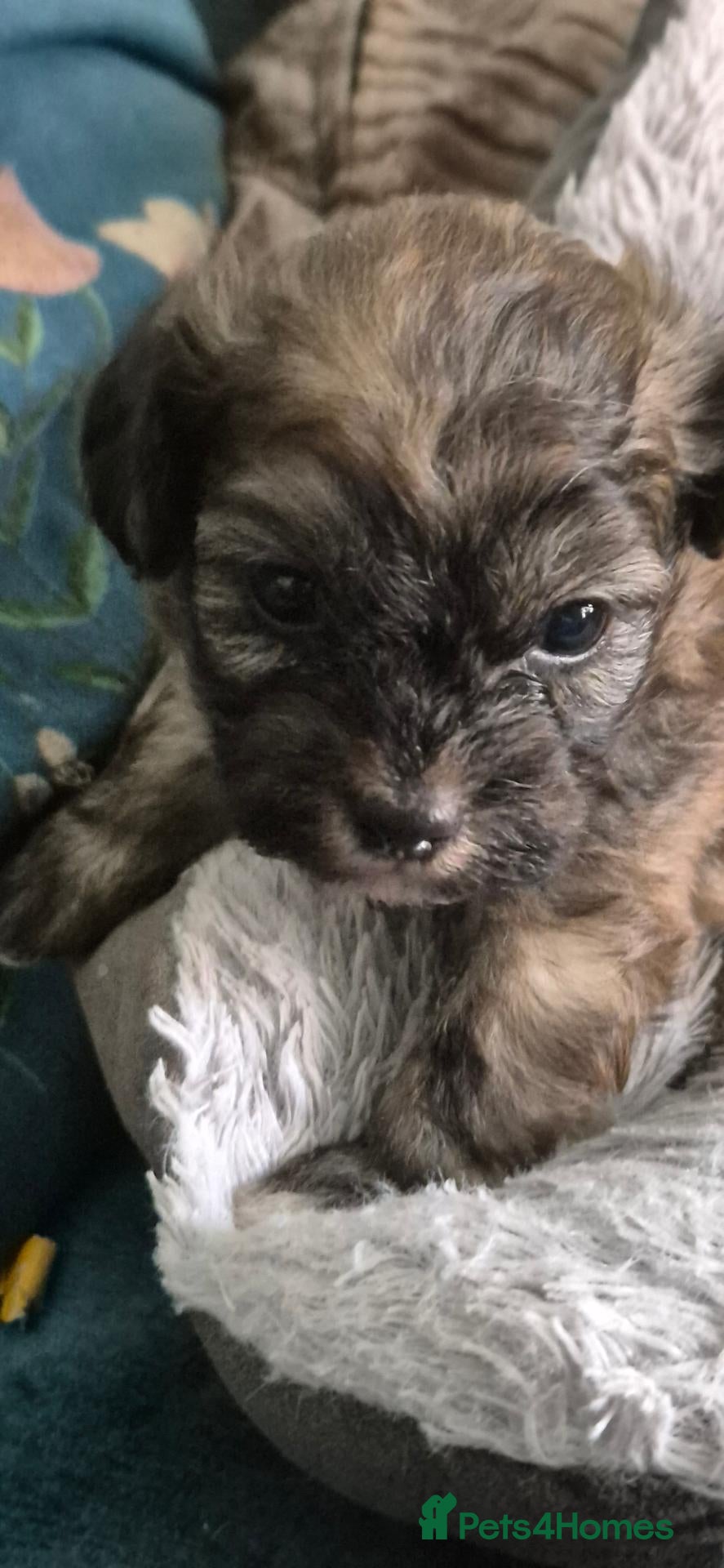 Shihpoo dogs I have 5 shihpoo.pups 2 boys 3 girls  - Advert 6
