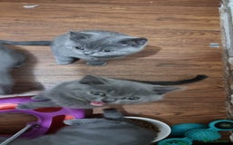 British Shorthair cats for sale: Reduced to clear Britsh shorthair Pure blue boys  - Image 5