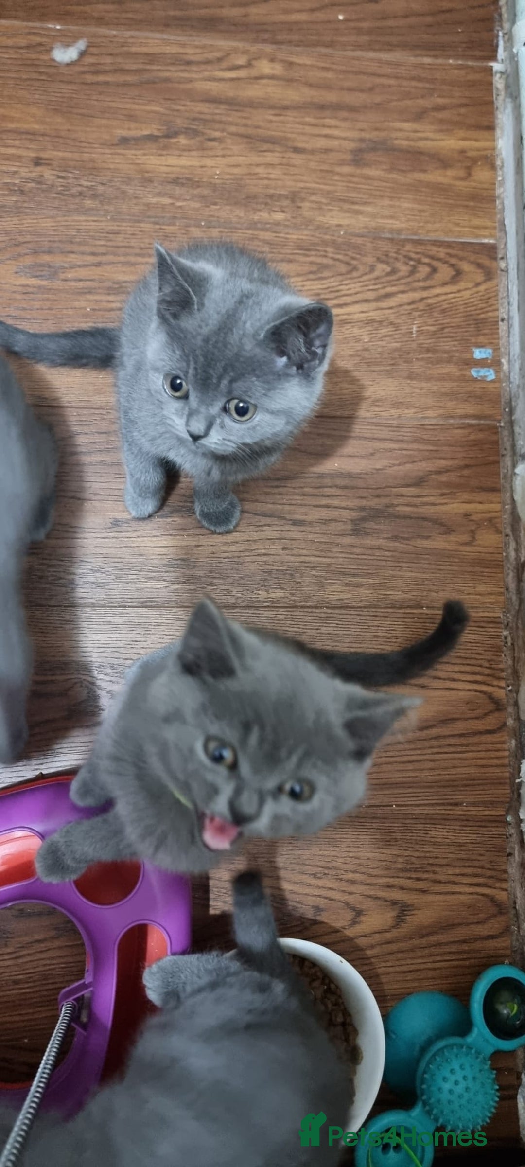 British Shorthair cats for sale: Reduced to clear Britsh shorthair Pure blue boys  - Image 5