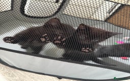 Domestic Shorthair cats for sale: For Sale! Three black cute and lovely kittens  - Image 18