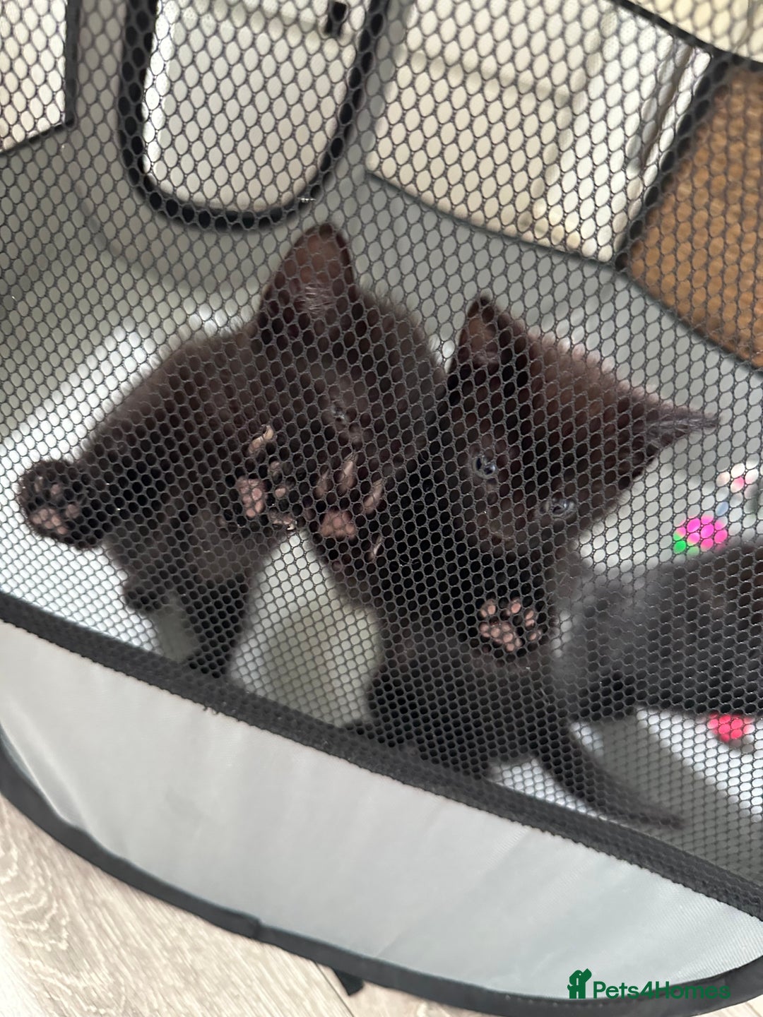 Domestic Shorthair cats for sale: For Sale! Three black cute and lovely kittens  - Image 18
