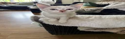 Devon Rex cats for sale: Devon rex  x sphynx kittens  in Bristol - Advert 17