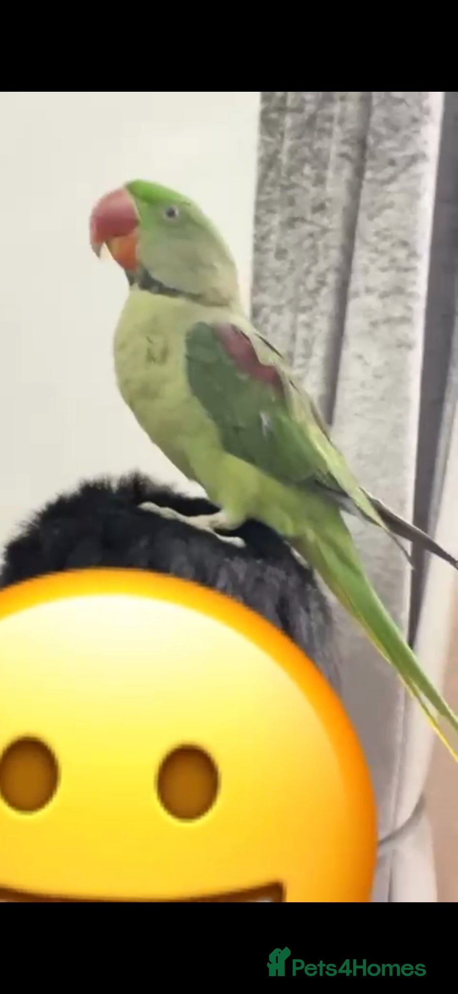 Parrots birds Alexandrine parrot - Advert 1