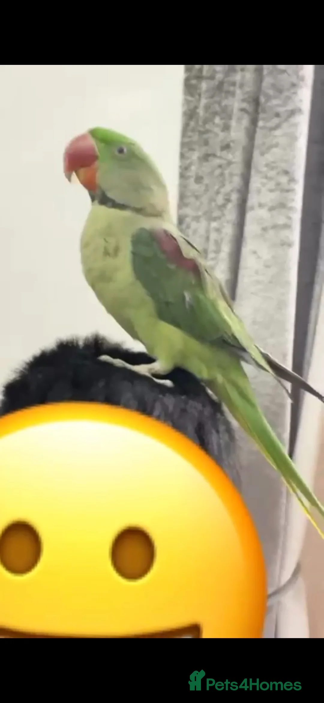 Parrots birds for sale: Alexandrine parrot - Advert 1