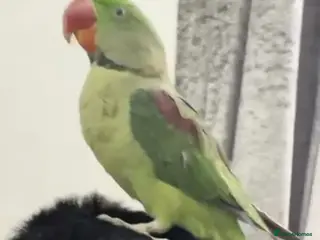 Parrots birds Alexandrine parrot - Advert 1