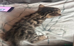 Bengal cats for sale: Pedigree bengal kittens  - Image 7