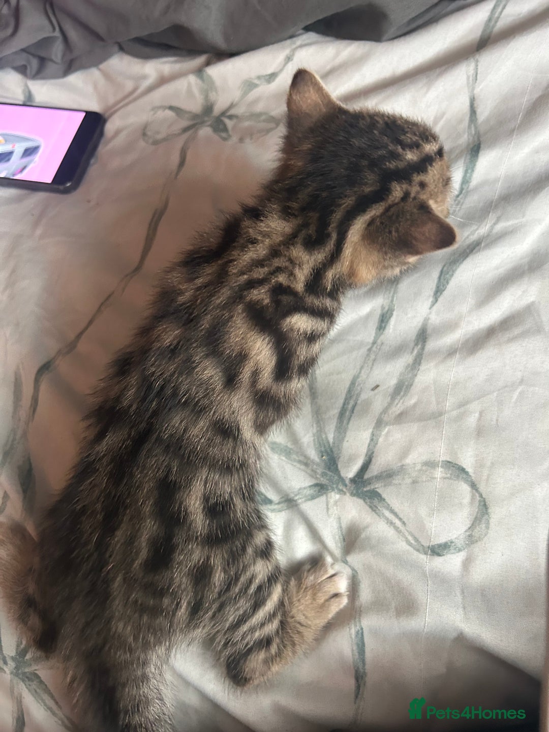 Bengal cats for sale: Pedigree bengal kittens  - Image 7