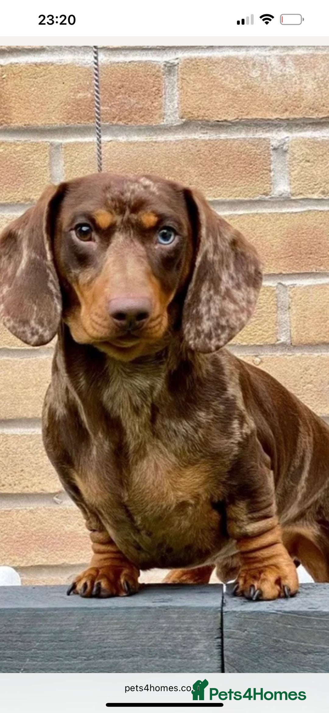 Dachshund dogs for sale: Ready to leave  - Advert 2