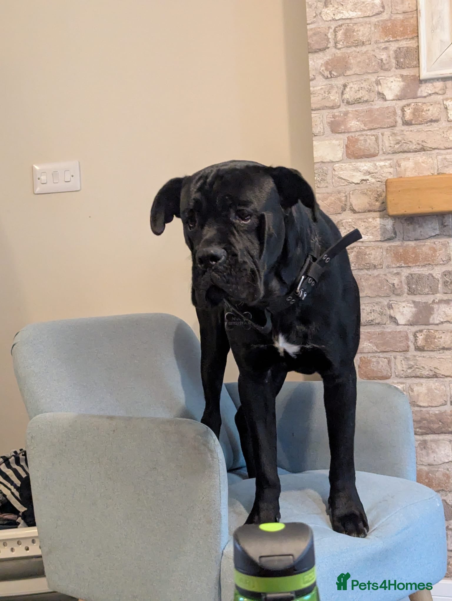 Cane Corso dogs Hugo, Cane Corso - Advert 3