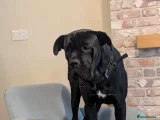 Cane Corso dogs Hugo, Cane Corso - Advert 3