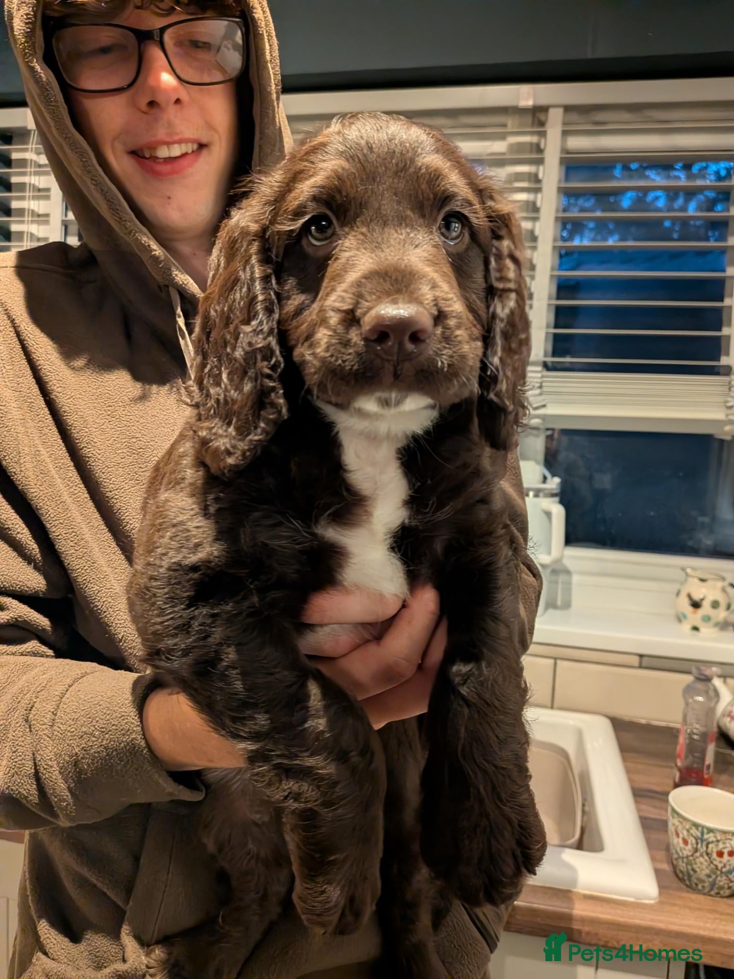 Mixed Breed dogs Beautiful Sproodle Puppies ready In 1 week! - Advert 8