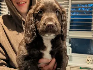 Mixed Breed dogs Beautiful Sproodle Puppies ready In 1 week! - Advert 8