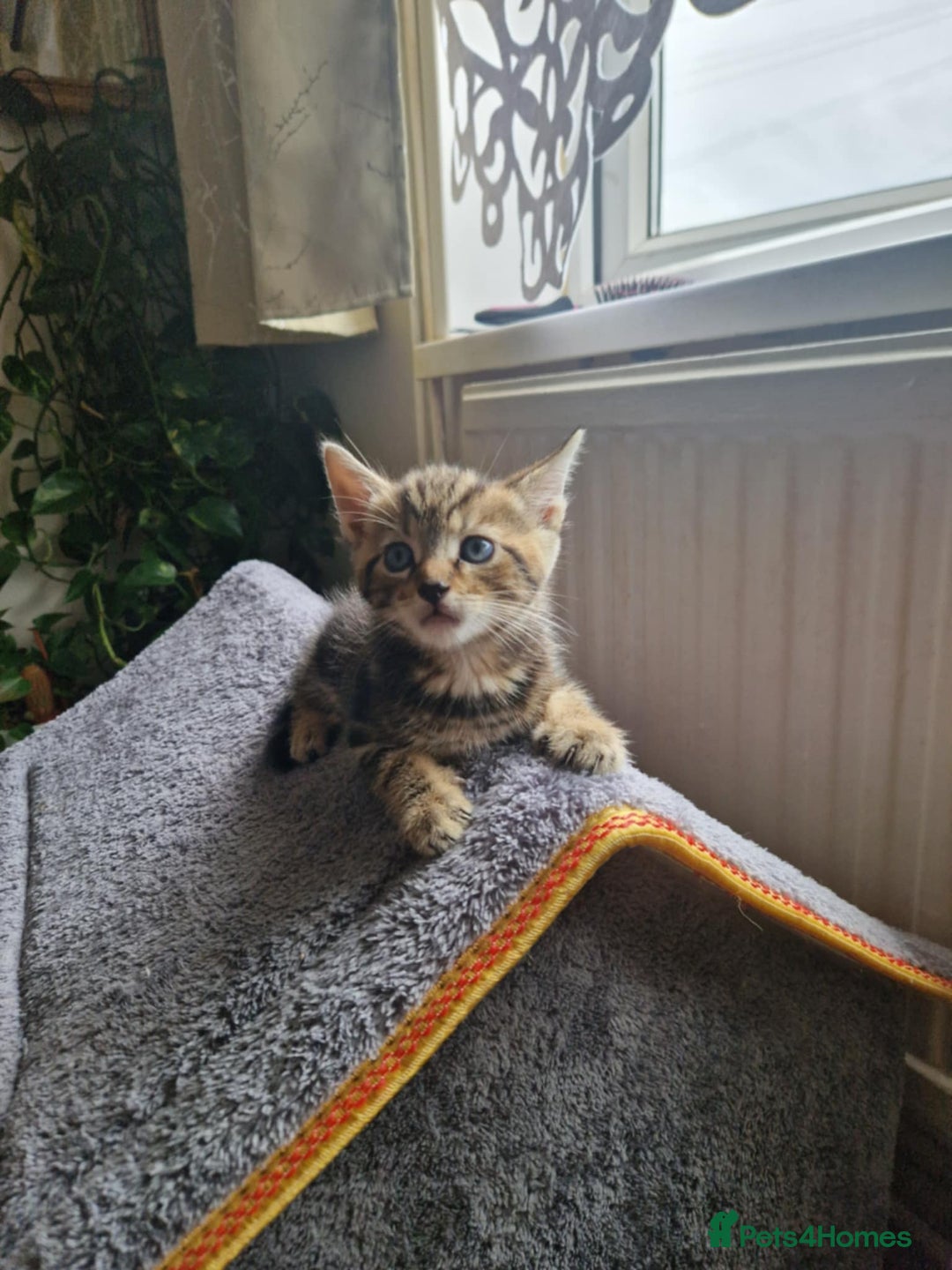 Bengal cats for sale: Bengal tabby mix kittens - Image 2