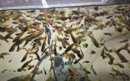 Other/Mixed Breed fish for sale: Beautiful Guppies for Sale price per one fish - Image 1