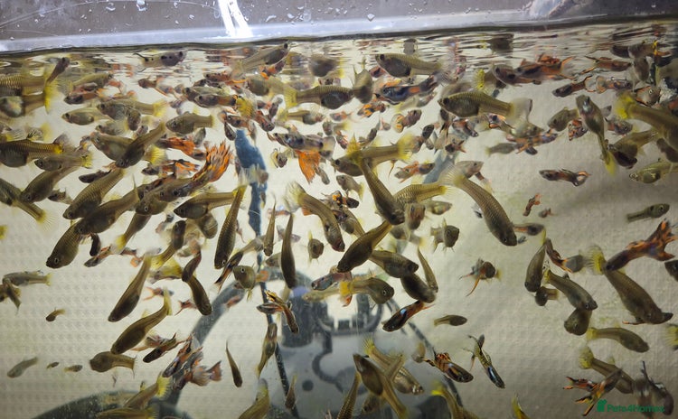 Other/Mixed Breed fish - Advert 1
