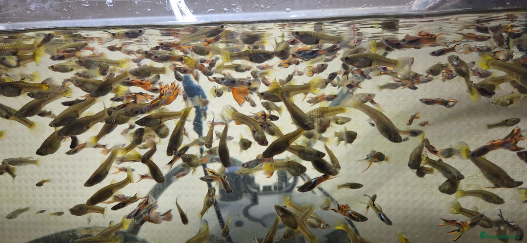 Other/Mixed Breed fish for sale: Beautiful Guppies for Sale price per one fish - Image 1
