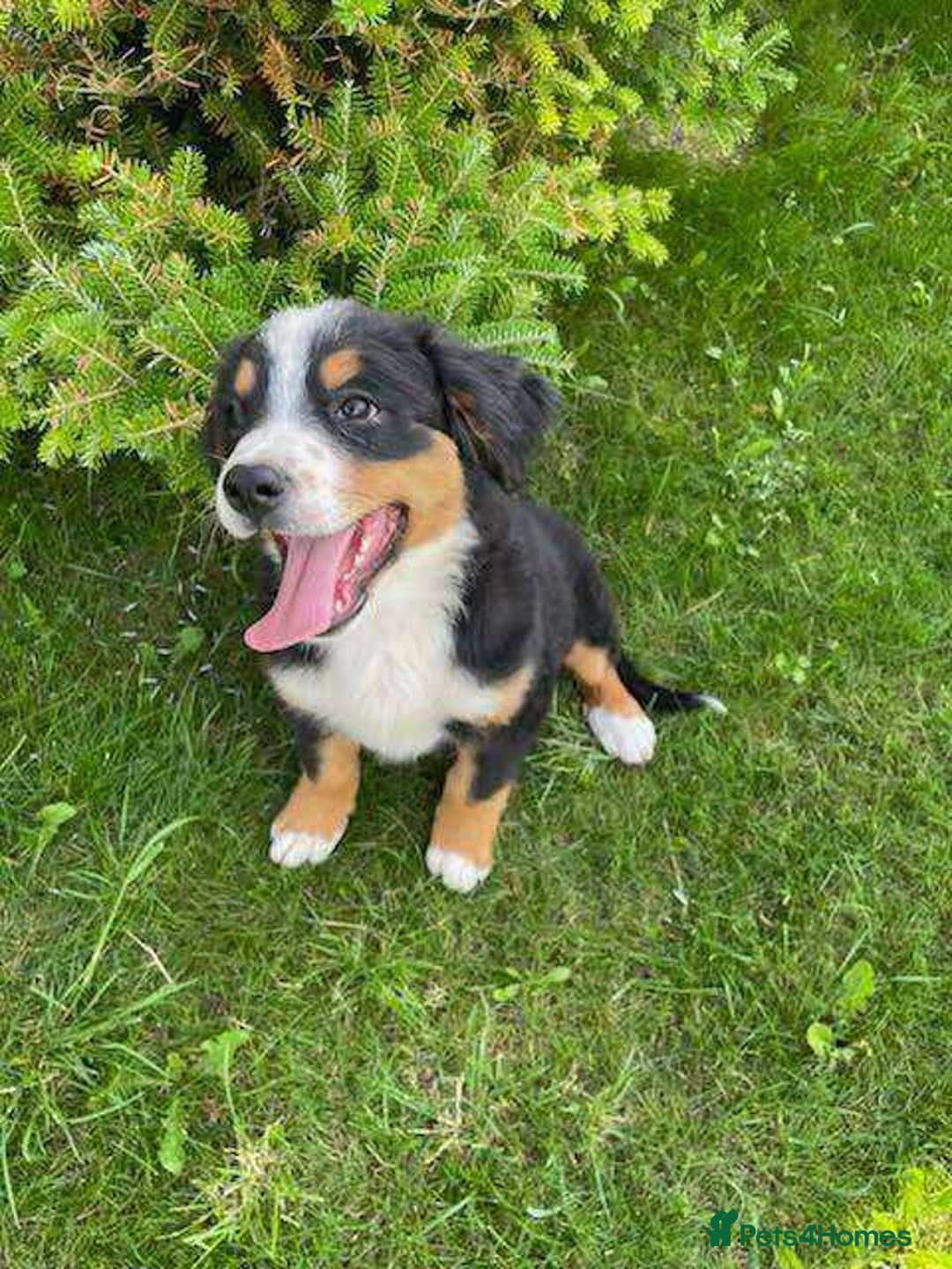 Bernese Mountain Dog dogs for sale: Bernese Mountain Dog  - Image 6